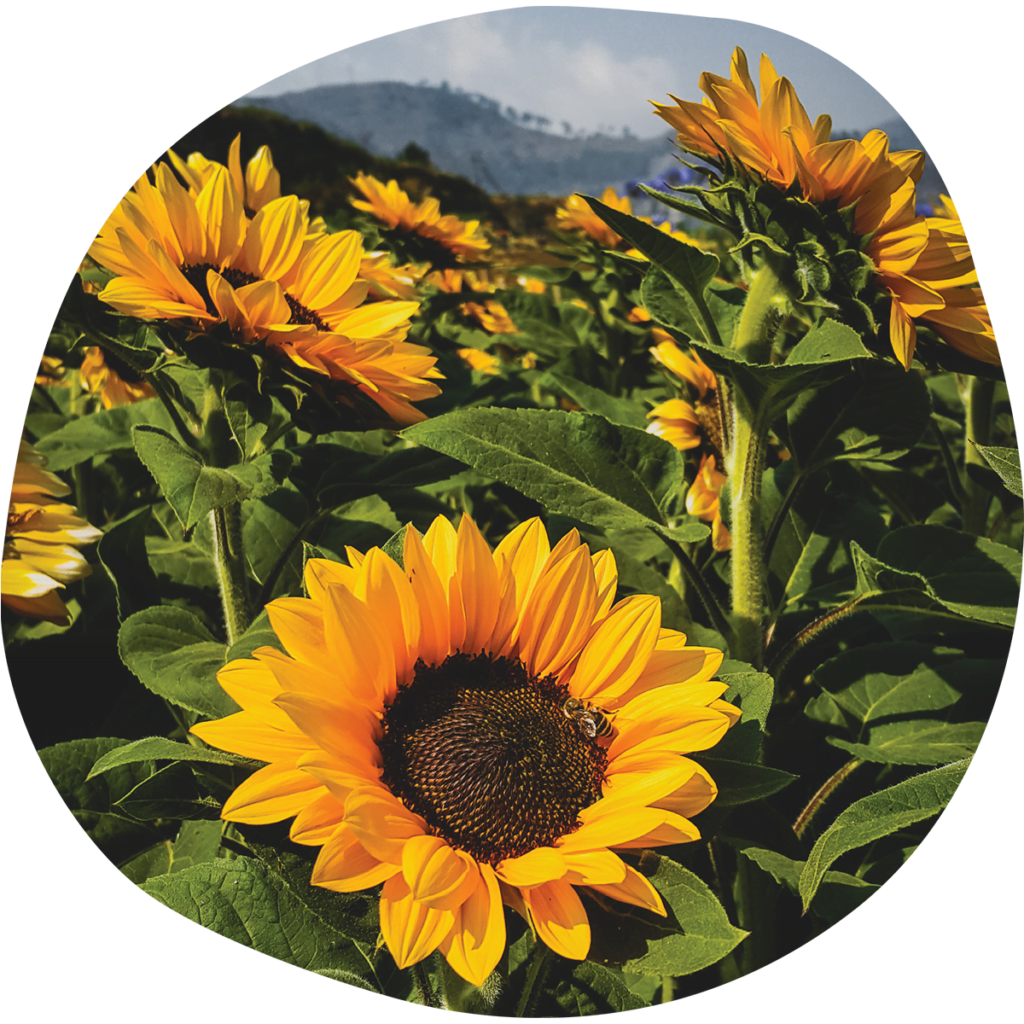 Product_0000_Sunflowers